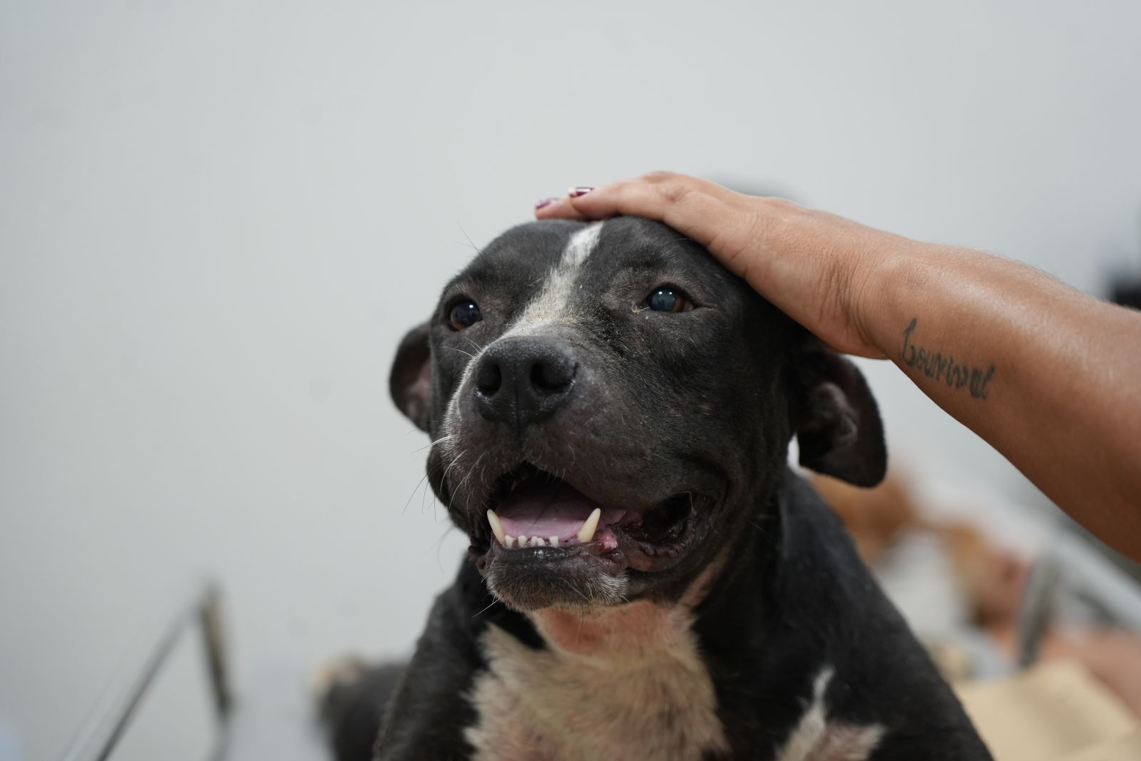  Safira foi acolhida ainda filhote para fazer companhia ao filho da tutora 